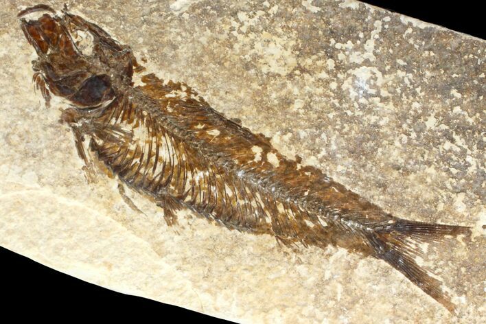 Fossil Fish (Knightia) - Wyoming #162675